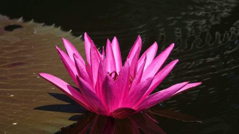 Lotus rose
