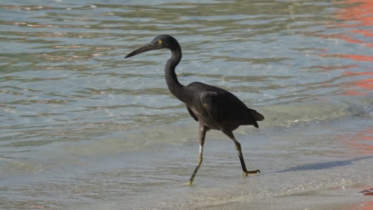 Pacific reef egret