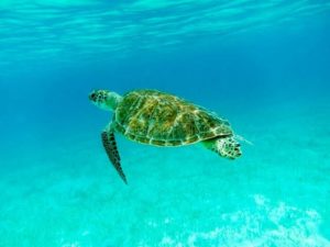 Photo Google: Tortue verte
