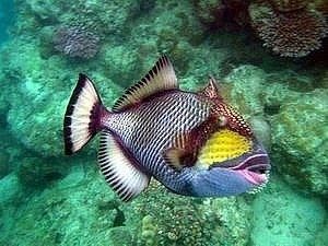Giant triggerfish (Google)