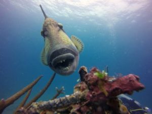 Triggerfish qui attaque (Google)