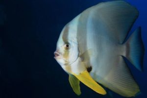Grouper fish (Google)
