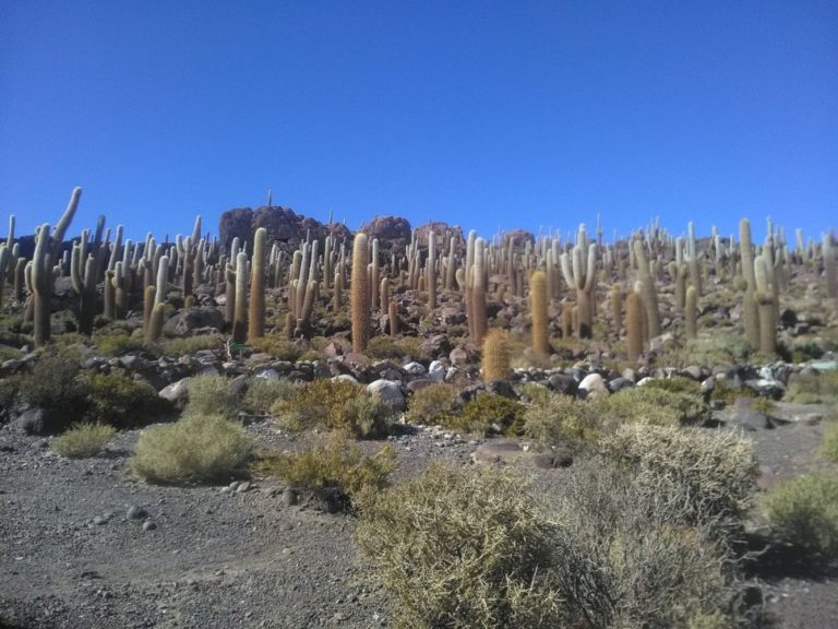 L'ile aux cactus