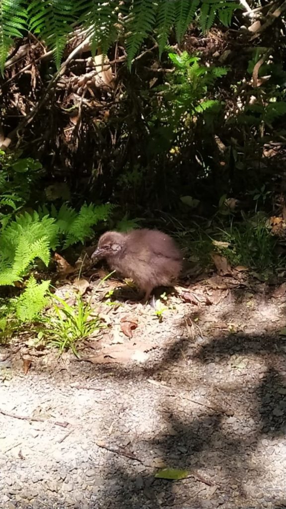 Un bébé Weka