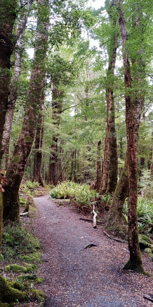 Ballade dans la forêt sur la Kepler Track