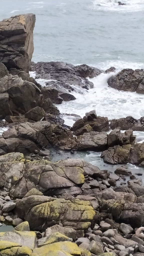 De jeunes otaries apprennent à nager dans un bassin d'eau calme