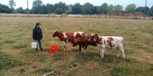 Camille nourrit les jeunes vaches