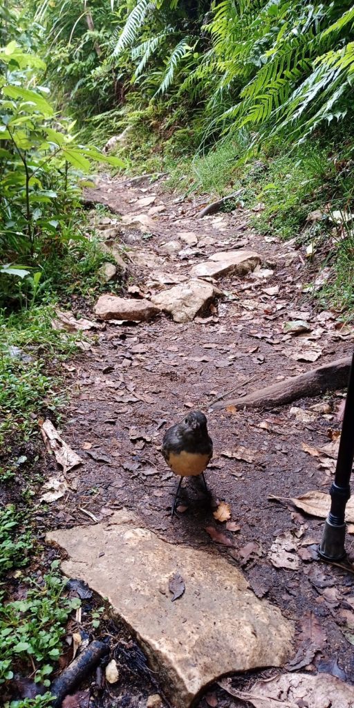 Un petit Robin