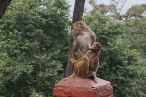 Temple de SWAYAMBHU