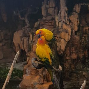 Bird parc