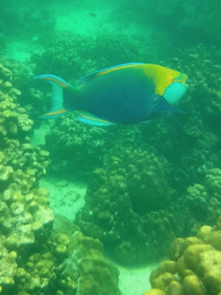 Palau Payar
