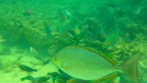 Palau Payar