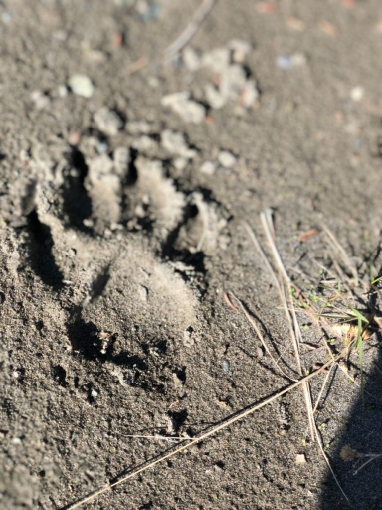 Bear paw prints !! At Copper Creek . We walked to this Pretty river and discovered bear and Moose prints