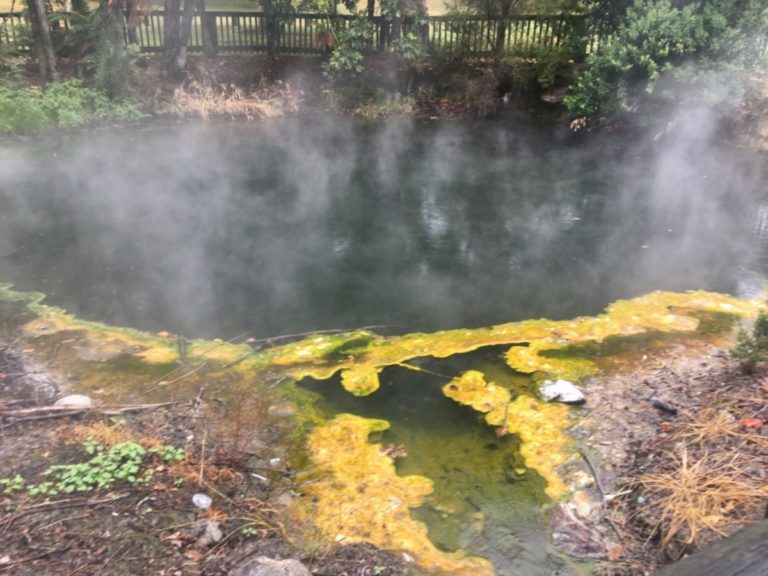 Kuirau park (free entry)