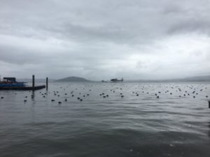 Lake Rotorua