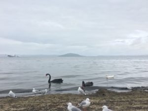 Lake Rotorua