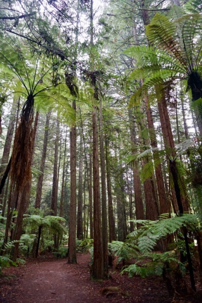 Séquoia forest
