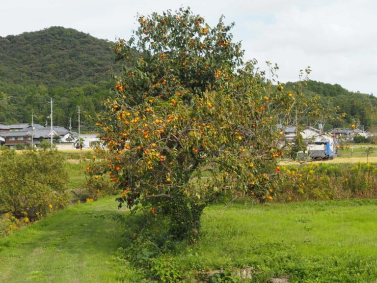 Kaki Tree (ki ζ¨)