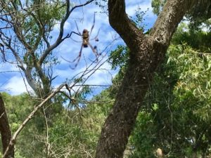 De Nephila clavipes.